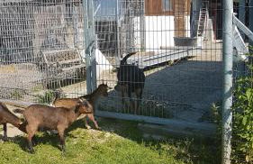 Ferienwohnung/Monteurzimmer auf dem Bauernhof - Foto 43