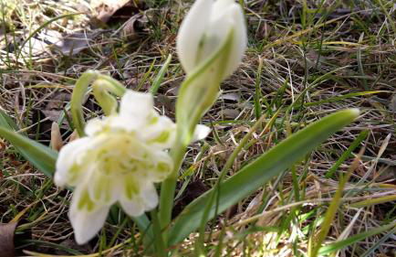 Villa Charlotte - Foto 23