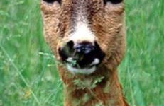 Domek pod Sosnową Górą - Foto 15