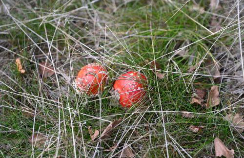 Strażnica Pod Lasem - Foto 62