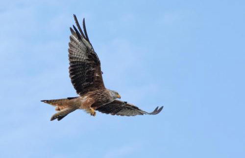 Little Kestrel Cabin - Photo 41