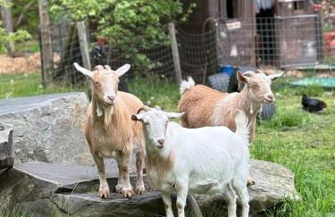 Catskills Aframe, Water View, Goat Sanctuary - Foto 70