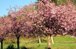 Zur alten Wagnerei - Foto 3