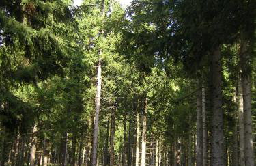 Ferienwohnung im Harz-Haus-Bruns - Foto 53
