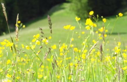 Schlossar Haus - Photo 31