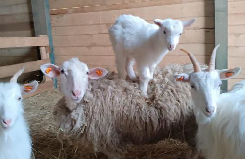 Dom pod Matyską - Foto 7