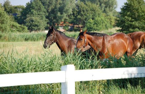 Bungalow auf Ferienhof Janssen - Photo 21