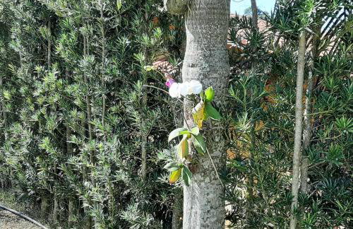 Chácara em Atibaia - Foto 29