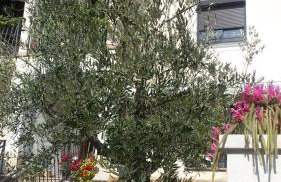 Apartment Ljubica - Foto 8