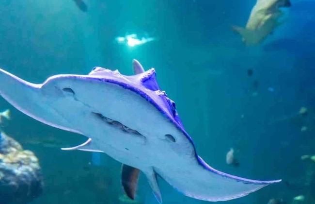 Oman Aquarium Tickets - Foto 6