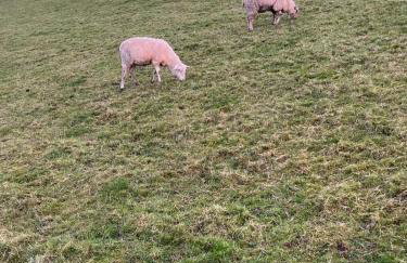 Ferienhaus am Deich mit Küche, Balkon und Smart-TV - Photo 15