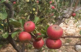 Trulli Vittoria - Foto 31