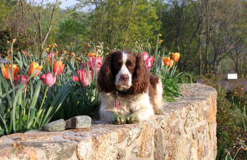 Lovely Barn Rental with Activities near Shenandoah National Park, Virginia - Foto 22