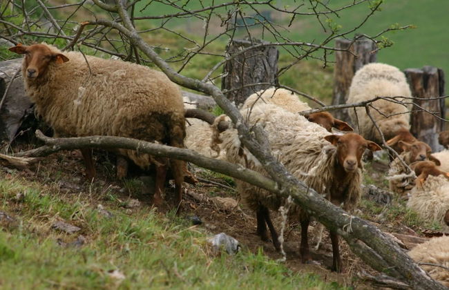 A Chalet for Re-energising in Peace, not far From Durbuy - Photo 26