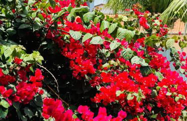 Casa dos Girassóis - Foto 39