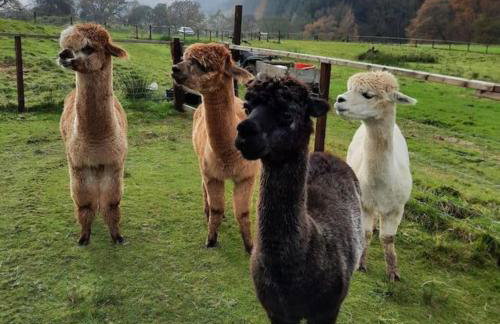 Alpaca cabin-mountain view-hot tub-rural retreat - Foto 31