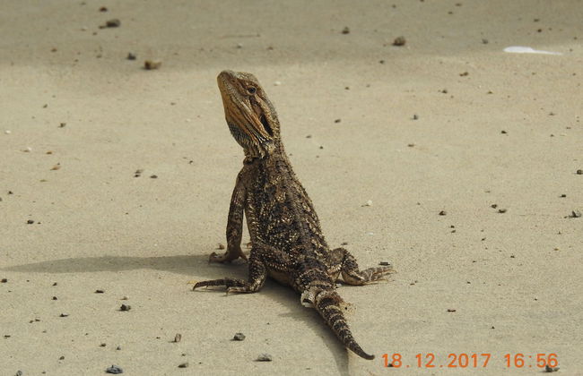 Barkly Suites Apartments - Foto 25