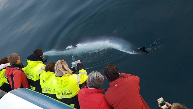 Observation des baleines et spectacle de lave - Photo 3