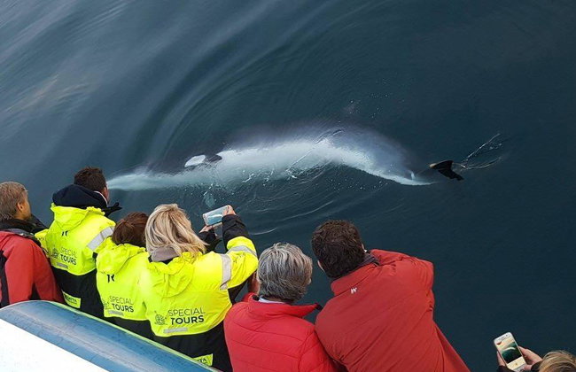 Observation des baleines et spectacle de lave - Photo 3