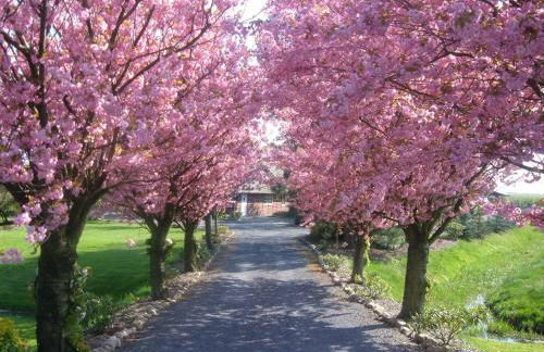 Appartement 2 Einzelzimmer Altes Land Jork bei HH - Photo 13