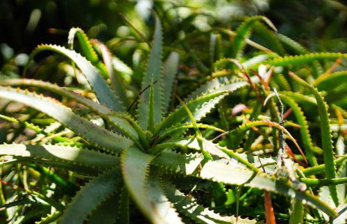 Casa Sonny - Foto 41