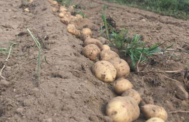 Agritur Ruatti - Foto 13