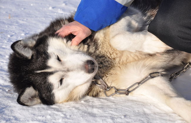 Wilderness chalet Kuusamo - Foto 46