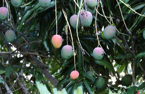 Kiahuna Plantation 96, Poipu Beach, Club Membership, Part Ocean View, Kids Toys - Foto 20