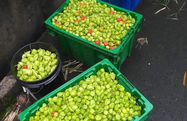 Berkey's Jungle Paradise - Photo 63