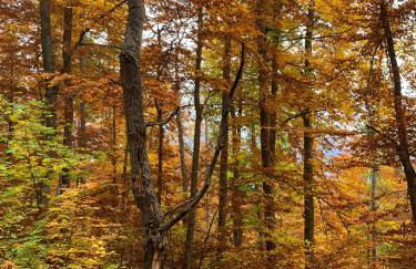 Gîtes les COMBES - Foto 24