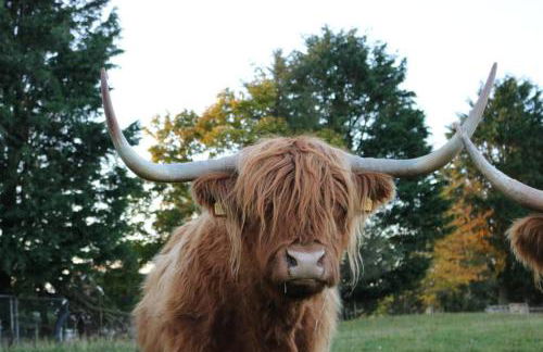 Glampods Glamping Pod - meet Highland Cows and Sheep Elgin - Foto 18
