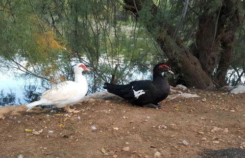 Ronda Playa - Foto 15