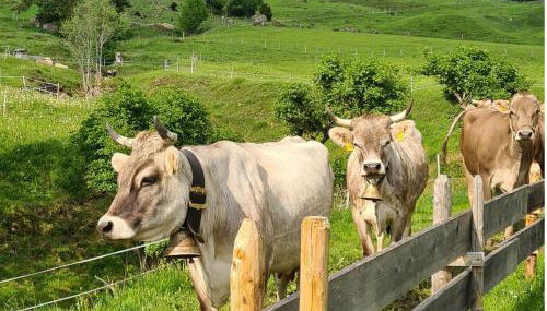 Ferienhof "Alpe Berg" - Foto 3
