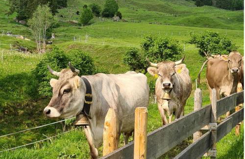 Ferienhof "Alpe Berg" - Photo 3