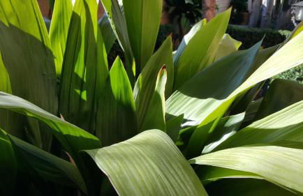 El jardín de la abuela - Foto 74