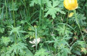 Val d'Azur Plein sud Face aux Pistes - Foto 24