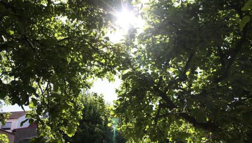 Ferienwohnung mit großem Garten und Blick zum See - Photo 4, Garden, Garden view
