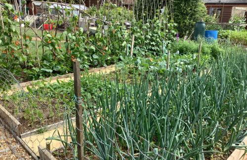 Hollyhock Cottage, Clematis cottages, Stamford - Foto 35