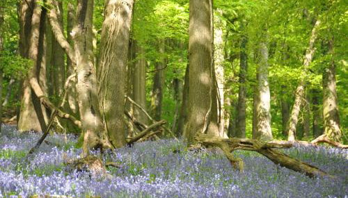 Donkey Shed - Foto 5