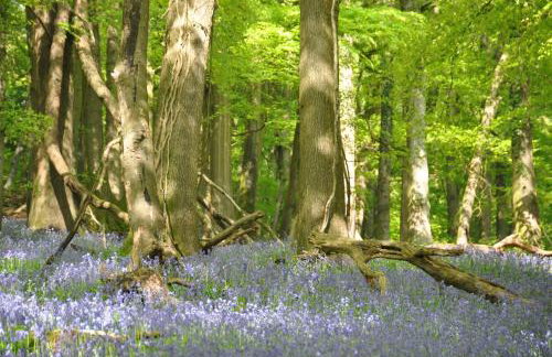 Donkey Shed - Foto 5