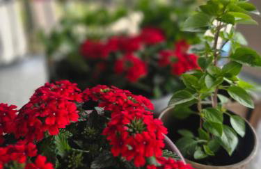 Αρχοντικό Παπανικολάου - Foto 66