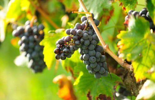 La Casa Colonica wine and oil - Foto 67