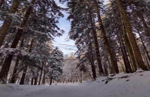 Rustic Holiday Home in Ortignano with Swimming Pool - Foto 76