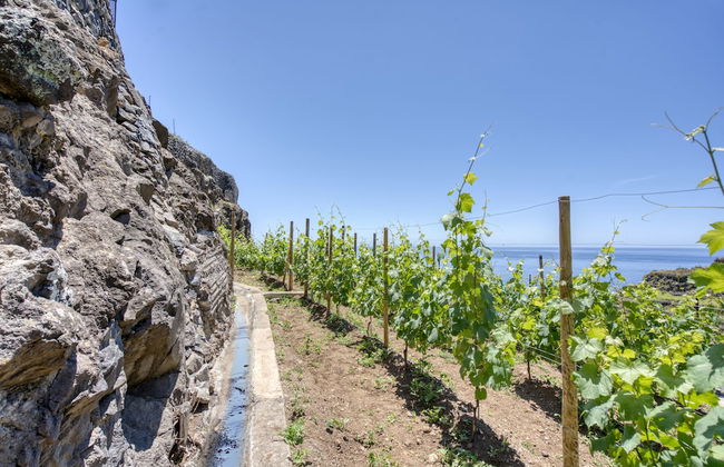 Socalco Nature Calheta - Photo 32