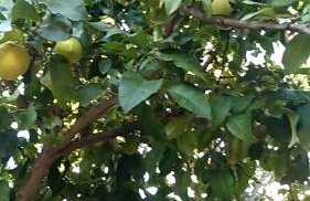 Vila Flora - Foto 37