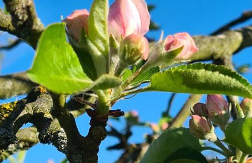 Rengerter Oase - Foto 4