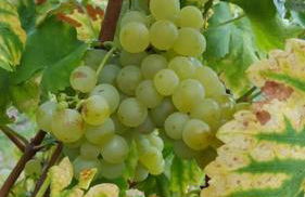 GÎTE **** L'ATELIER DU TONNELIER - Foto 19