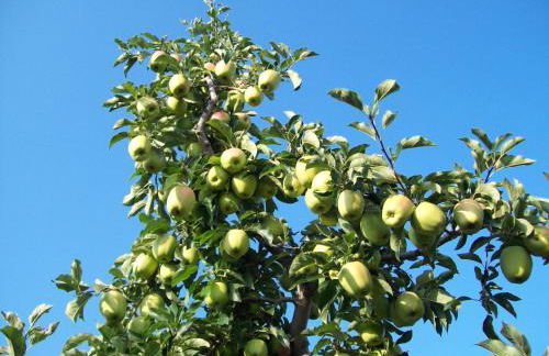 Agritur Rizzi di Inama Ugo - Foto 76