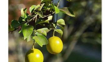 Jardim Secreto - Itaipava - Foto 4, Garden, Garden view