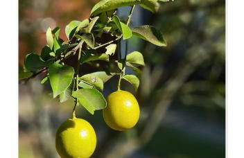 Jardim Secreto - Itaipava - Foto 4
